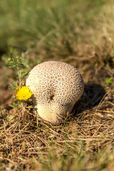 Champiñón Común Lycoperdon Perlatum Creciendo Musgo Hierba Verde Cerca Seta — Foto de Stock