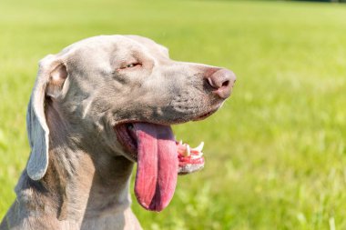 Çayırda sıcak bir günde Weimaraner. Köpek dili çıkar. Av köpeği soğuyor..