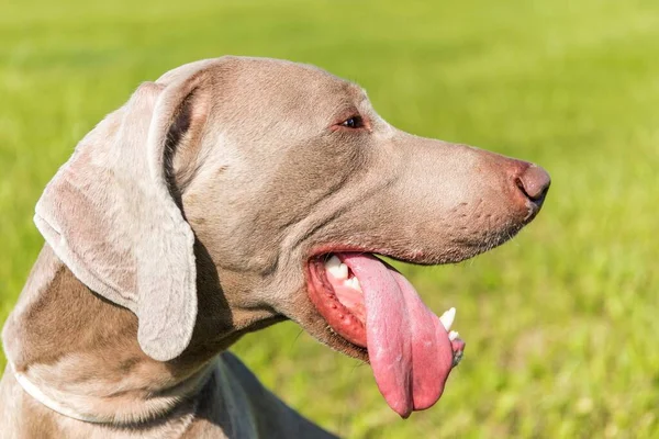 Weimaraner Μια Ζεστή Μέρα Στο Λιβάδι Βγάλε Γλώσσα Του Σκύλου — Φωτογραφία Αρχείου