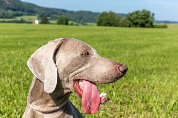 Weimaraner Egy Forró Napon Mezőn Nyújtsd Kutyanyelved Vadászkutya Lehűl — Stock Fotó