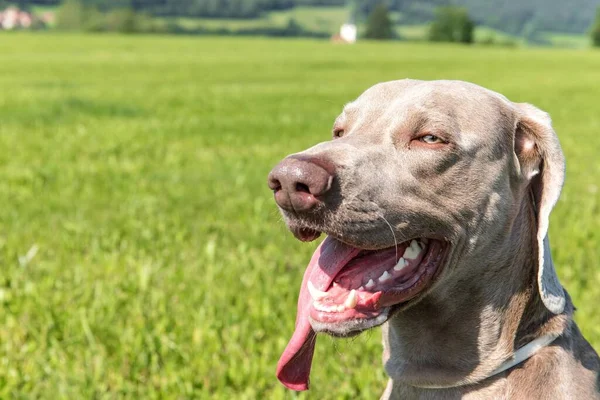 Weimaraner Een Warme Dag Wei Steek Tong Uit Jachthond Koelt — Stockfoto