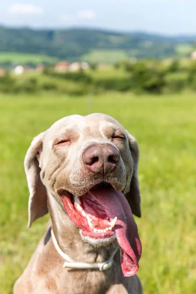 Weimaraner Horkého Dne Louce Vystrč Psí Jazyk Lovecký Pes Ochlazuje — Stock fotografie