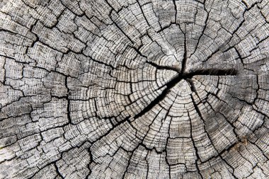 Ağaç halkaları eskimiş ahşap dokular ve kesilmiş kütüklerin kesitleri. Gri ahşap arka plan.