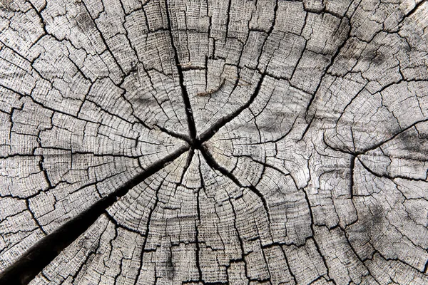 Tree rings old weathered wood texture with the cross section of a cut log. Gray wooden background.