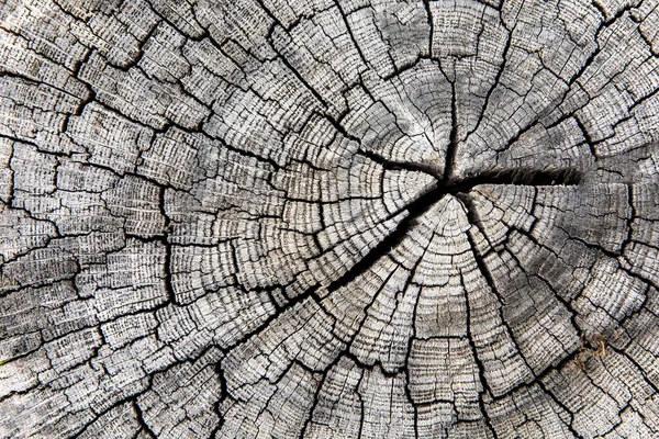 Strom Kroužky Staré Ošlehaný Dřevo Textury Průřezem Řezané Klády Šedé — Stock fotografie
