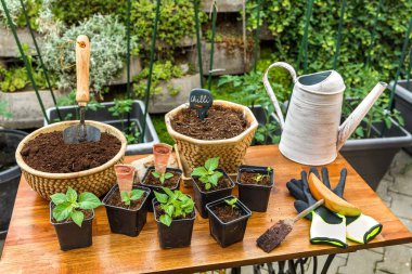 Kırmızı biber yetiştiriyorum. Bahçıvan chili 'ye bahis oynuyor. Siyah kil içinde yetişen biber tohumları. Bahçede ev işi. Sebze yetiştiriyorum.