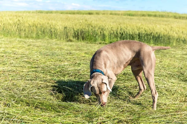 Weimaraner Prado Recém Cortado Cão Feliz Vista Perto Cão Dia — Fotografia de Stock