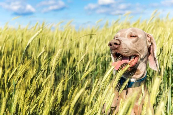 Weimaraner Num Campo Verde Cabeça Cão Caça Cão Feliz Vista — Fotografia de Stock