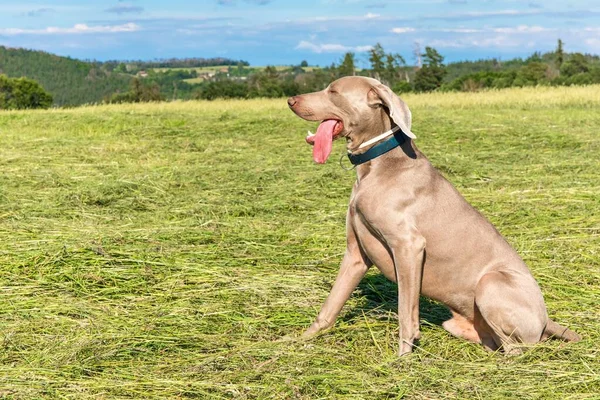 Výmarýn Čerstvě Posekané Louce Šťastný Pes Pohled Zblízka Psa Slunečný — Stock fotografie