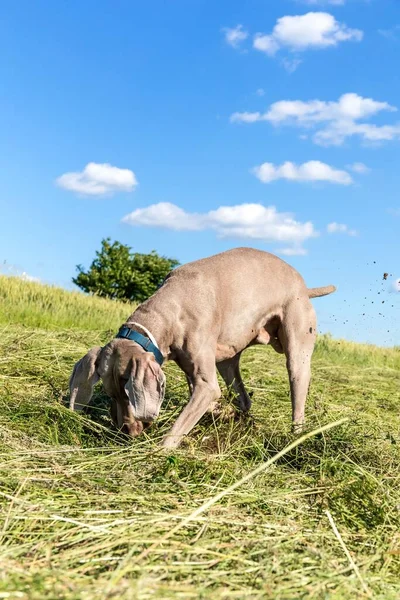 Výmarýn Čerstvě Posekané Louce Šťastný Pes Pohled Zblízka Psa Slunečný — Stock fotografie