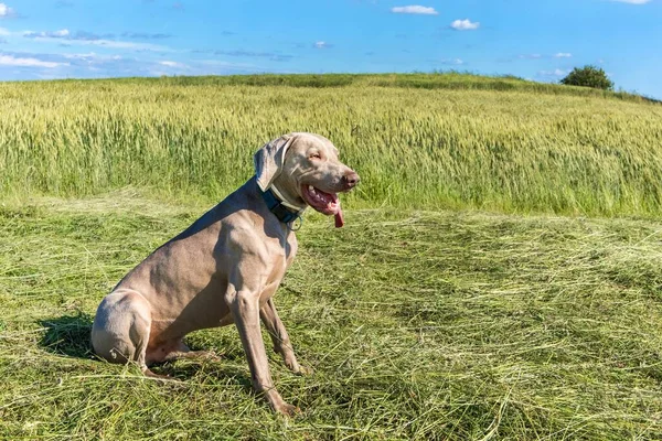 Weimaraner Freshly Mown Meadow Happy Dog Close View Hound Sunny — Stock Photo, Image
