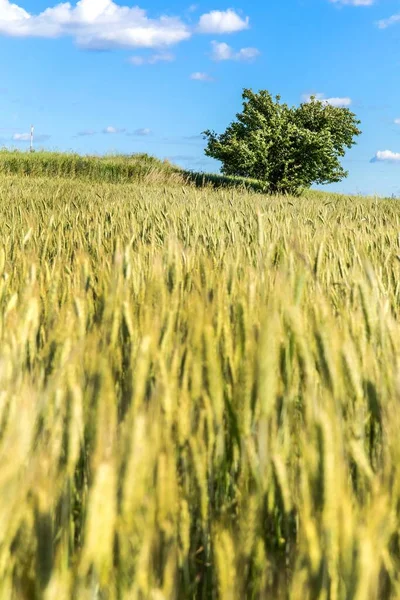 Vista Estiva Campo Cereali Verdi Paesaggio Agricolo Nella Repubblica Ceca — Foto Stock