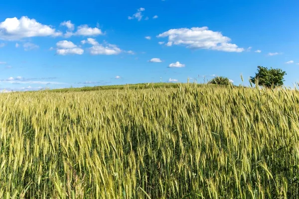 Vista Estiva Campo Cereali Verdi Paesaggio Agricolo Nella Repubblica Ceca — Foto Stock