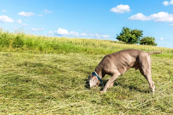 Weimaraner Een Pas Gemaaid Weiland Gelukkige Hond Zicht Van Dichtbij — Stockfoto