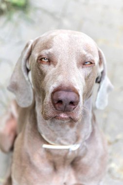 Weimaraner portresi. Tazı. Bir Weimaraner 'ın yakın portresi, sıcak öğleden sonra güneşiyle açık havada..
