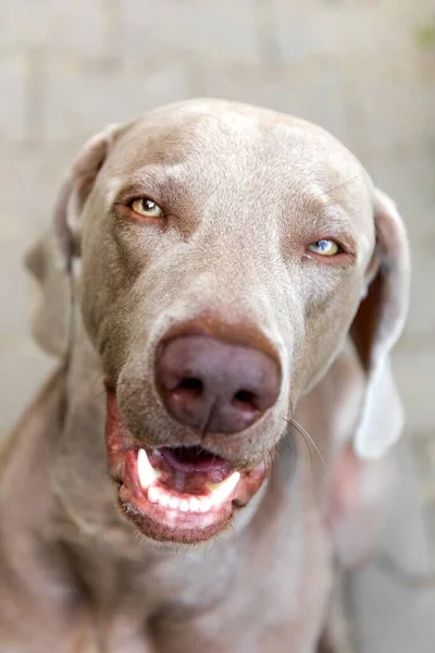 女性の肖像画 暖かい午後の太陽と屋外でWeimaranerの肖像画を閉じます — ストック写真