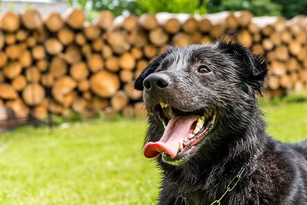 Close Head Black Wet Furry Dog Happy Dog Shelter View — Stock Photo, Image