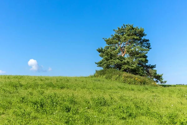 Lone Pine Tree Green Field Bright Blue Sky Summer Day — Stock Photo, Image