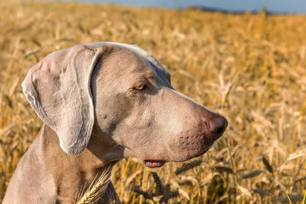 Weimaraner Arpa Tarlasında Oturuyor Ormanda Köpeği Avlamak Sezonu Bir Köpeğin — Stok fotoğraf