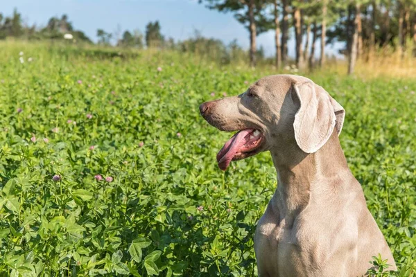 Weimaraner Hot Summer Day Green Meadow Hunting Season Hot Summer — Stock Photo, Image