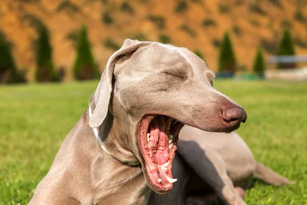 Gähnender Hund Weimaraner Nahaufnahme Eines Müden Hundes Der Hund Schlafen — Stockfoto