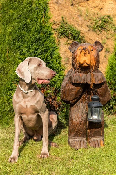 Ülő Weimaraner Fából Készült Medve Véreb Medve Szobor Kutya Vadászik — Stock Fotó