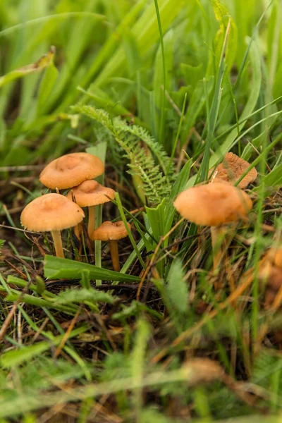 Edible mushroom (Marasmius oreades) in the meadow.  Scotch bonnet. Fairy ring mushroom. Collecting mushrooms.