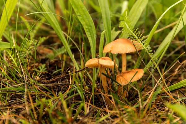 Ätlig Svamp Marasmius Oreades Ängen Skotsk Hätta Älvsvamp Insamling Svamp — Stockfoto