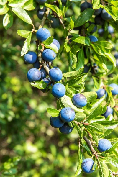 Чернослив Спинозный Черная Шипа Неряха Плоды Черной Колючки Prunus Spinosa — стоковое фото