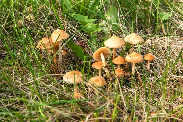 草地で食用キノコ Marasmius Oreades スコッチ ボンネット 妖精のリングキノコ キノコの採集 — ストック写真