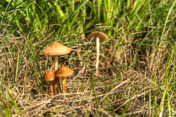 Ätlig Svamp Marasmius Oreades Ängen Skotsk Hätta Älvsvamp Insamling Svamp — Stockfoto