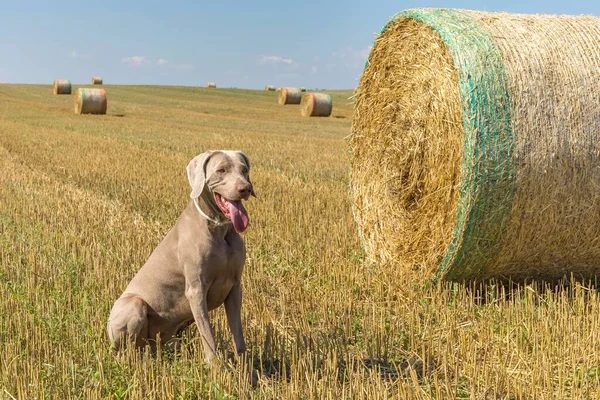 Weimaraner Field Bale Straw Hunting Dog Summer Morning Dog Hunt — Stock Photo, Image
