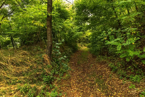 Droga Leśna Porośnięta Krzewami Akacjami Droga Przez Las Miejsce Przygody — Zdjęcie stockowe