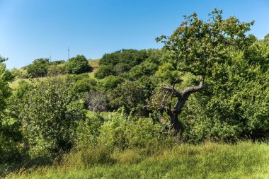 Önünde yeşil çalılarla kaplanmış bir tepe kurumuş erik ağacı. Çek Cumhuriyeti 'nde kırsal alan.