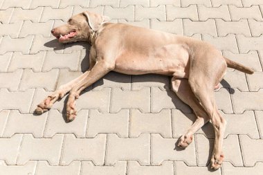 Weimaraner beton kaldırımda yatıyor. Dinlenen köpek. Av köpeği uyuyor..