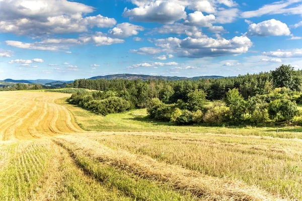 Сельскохозяйственный Ландшафт Чехии Урожай Зерна Кошеное Поле Солома Поле Летний — стоковое фото
