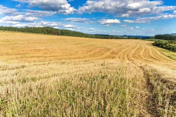 Jordbrukslandskapet Tjeckien Spannmålsskörd Ett Eget Fält Halm Fältet Sommardag Gården — Stockfoto
