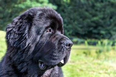 Tek büyük siyah Newfoundland köpeği. Kocaman geniş bir burun. Genç Newfoundland köpeği yeşil bir alanda oynuyor. Su kurtarma köpeği..