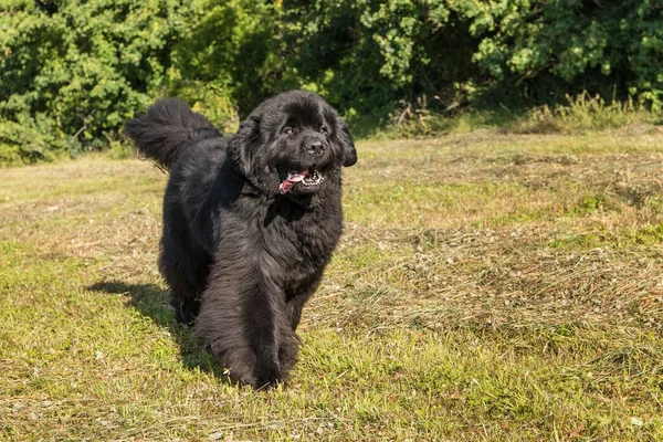 Tek büyük siyah Newfoundland köpeği. Kocaman geniş bir burun. Genç Newfoundland köpeği yeşil bir alanda oynuyor. Su kurtarma köpeği..