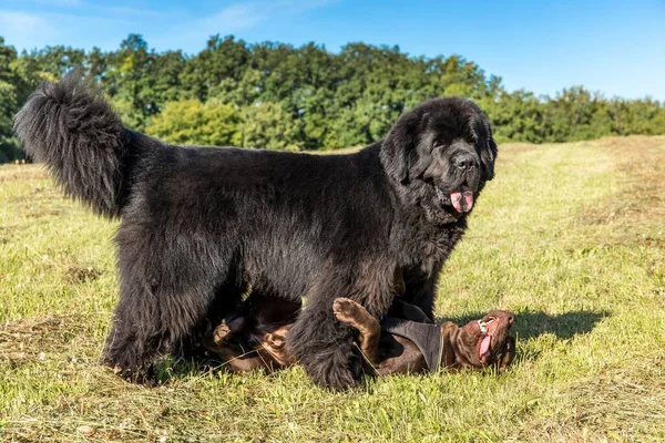 Tek Büyük Siyah Newfoundland Köpeği Kocaman Geniş Bir Burun Genç — Stok fotoğraf