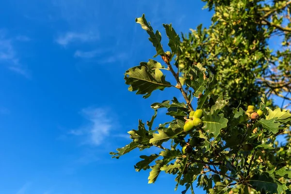 Oak tree branch with green ripening acorns at summer day. Oak branch with acorns against the sky.