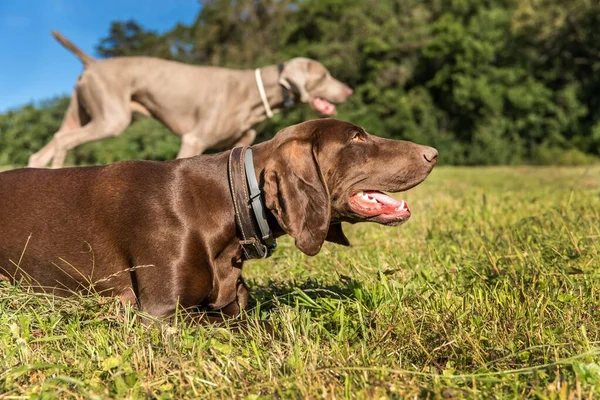 Caçar Cães Num Campo Verde Caça Vida Selvagem Cão Caça — Fotografia de Stock