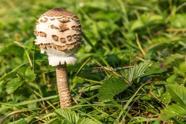 Parasol Mushroom Macrolepiota Procera Seta Comestible Prado Vista Detallada — Foto de Stock