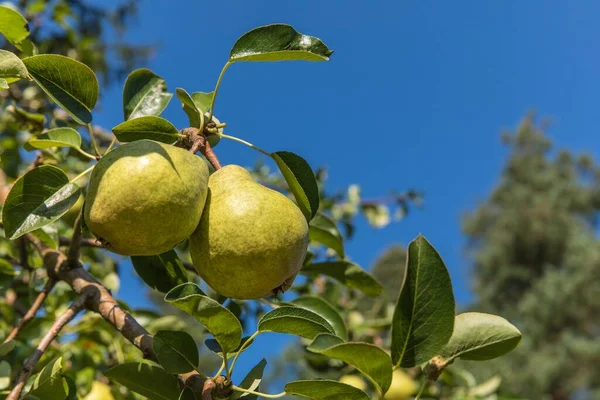 Bir dalda armut. Ağaçta sallanan lezzetli armut. Armuda odaklan. Meyve yetiştiriyor. Meyve bahçesi.
