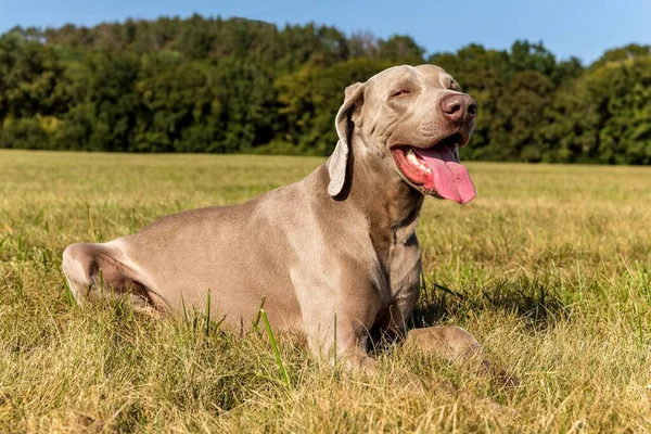 Profilporträtt Hund Rasen Weimaraner Den Gröna Gräsmattan Renrasiga Weimaraner Hund — Stockfoto