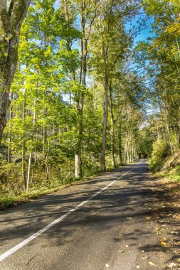 Ormandaki asfalt yolda. Ormanda bir sabah oldu. Çek Cumhuriyeti 'ndeki köy yolu. Yoldaki ışık ve gölge.