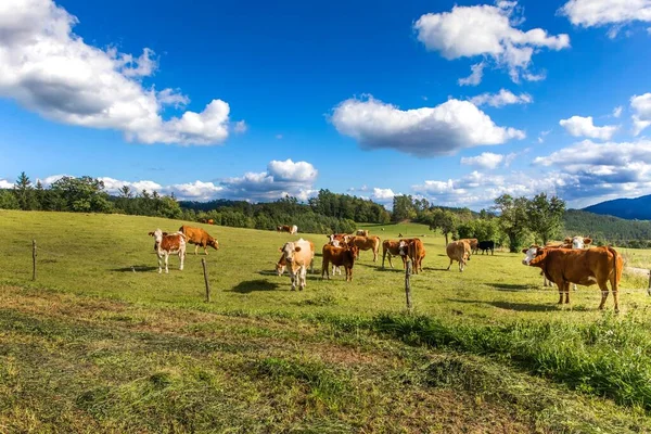Cows on a green field and blue sky. Cows and bulls grazing in the Czech countryside. Cattle breeding in the Czech Republic. Bio farm.