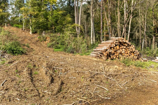 Route Boueuse Dans Forêt Route Pour Les Bûcherons Route Forestière — Photo