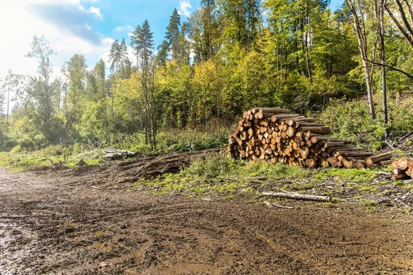 Wood Pile Forest Logging Road Path Sunrise Czech Republic Logging — Stock Photo, Image