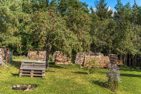 Rode Appels Appelboom Tak Vruchtenteelt Kleine Tuin Herfst Zonnige Dag — Stockfoto